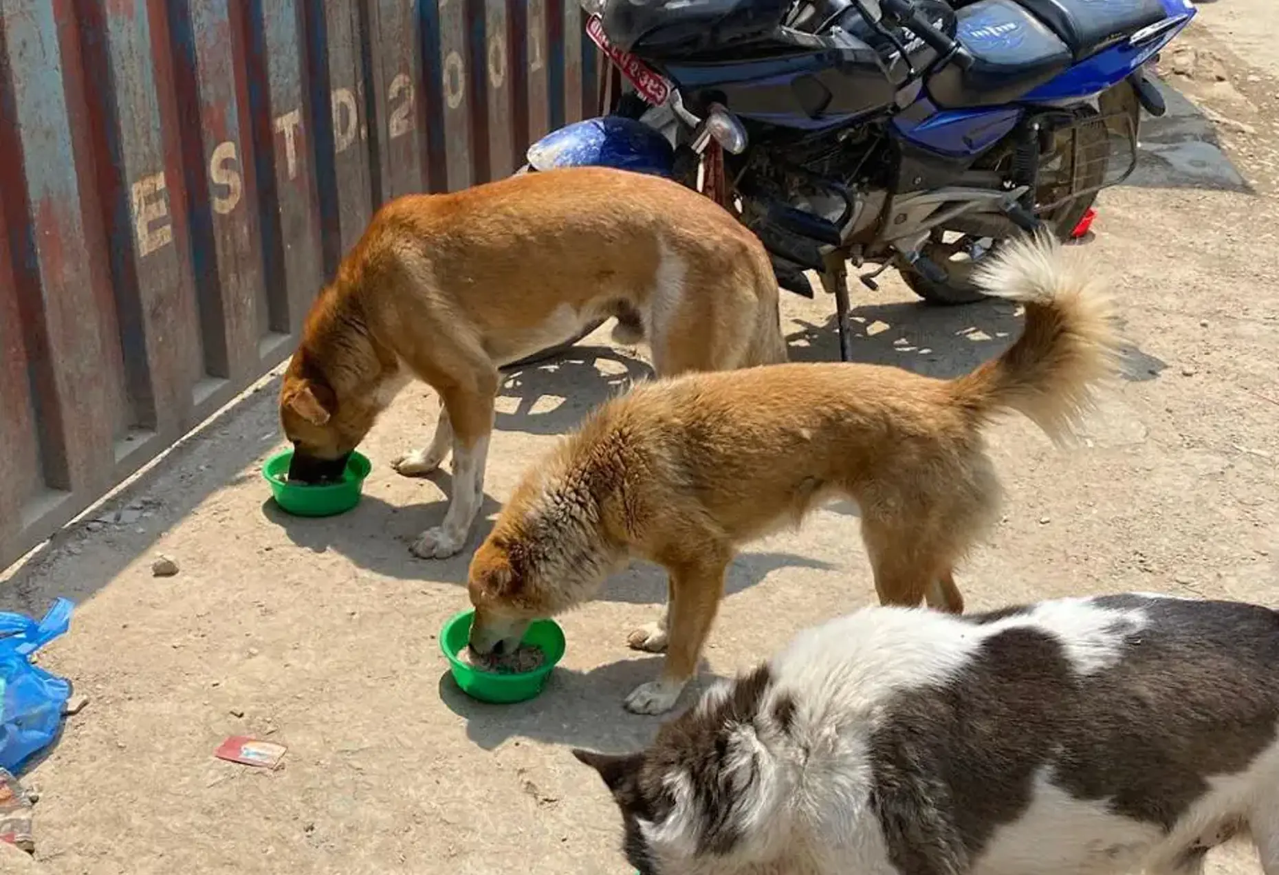 Street Dog Feeding
