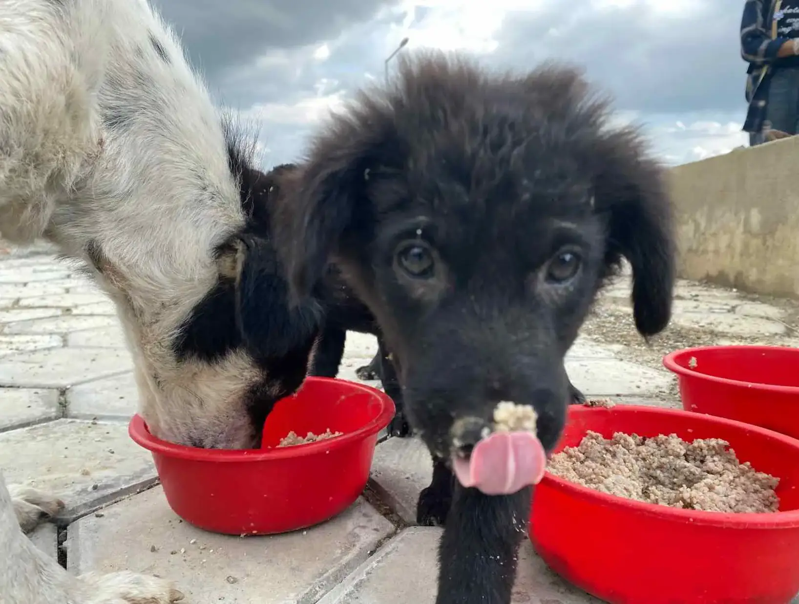 Nurturing Stray Souls in Kathmandu Valley